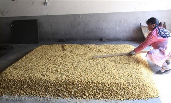 4-玉米釀酒攤涼 4-玉米釀酒攤涼