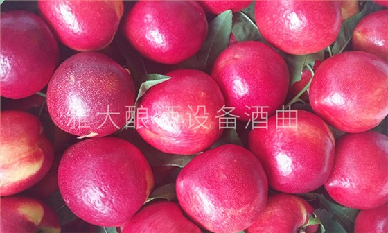 28-不會(huì)做桃子酒？雅大釀酒設(shè)備廠家親自上門指導(dǎo)！5