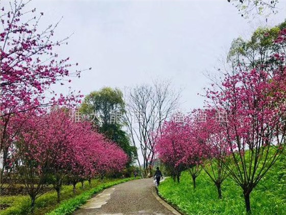 又一年桃花盛開 又一年桃花盛開