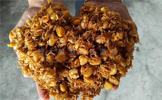 8.28玉米發(fā)酵完成后，玉米粒中無淀粉