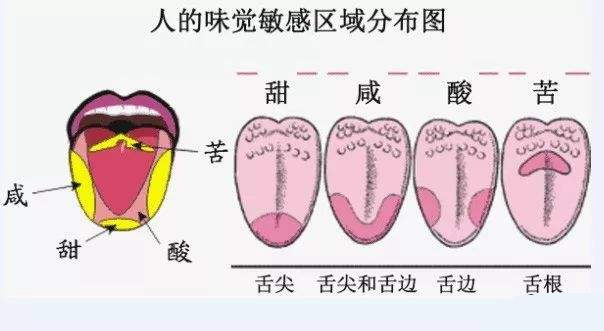舌頭味覺(jué)分布圖 舌頭味覺(jué)分布圖