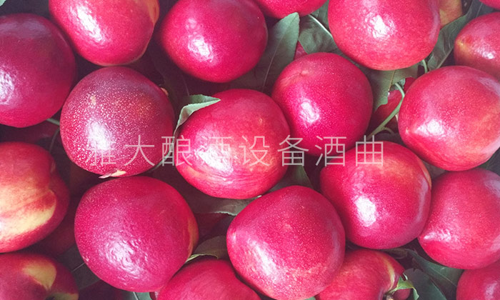 28-不會做桃子酒？雅大釀酒設(shè)備廠家親自上門指導(dǎo)！5