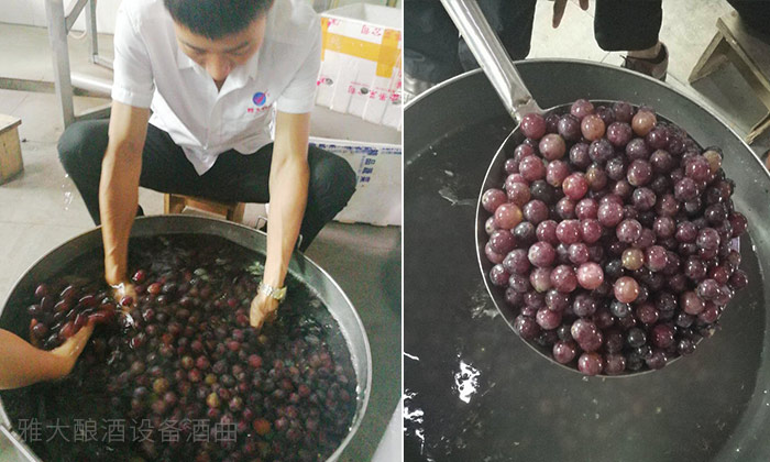 清洗葡萄灰塵和農(nóng)藥殘渣 清洗葡萄灰塵和農(nóng)藥殘渣
