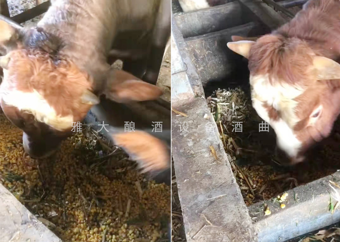 12.18致富新模式，用烤酒設(shè)備蒸酒后的酒糟飼養(yǎng)肉牛成本低，效益高-養(yǎng)牛